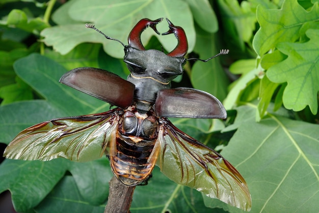 Besouro-veado com asas abertas em uma floresta de carvalhos