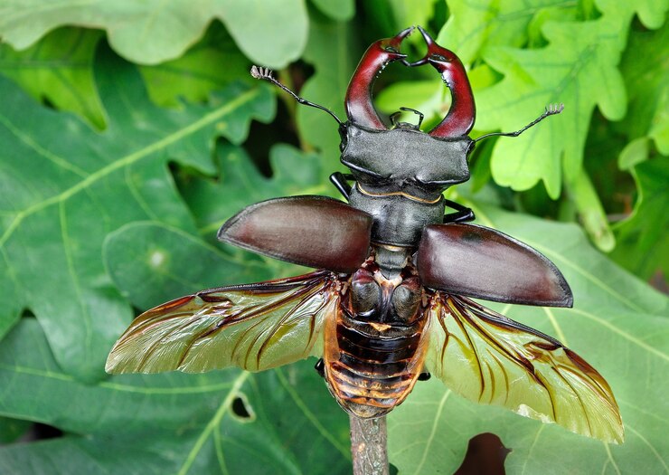 Foto besouro-veado com asas abertas em uma floresta de carvalhos