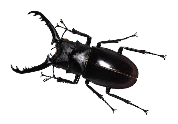 Besouro veado Lucanus cervus isolado