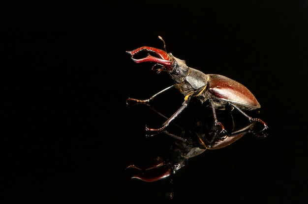 Besouro veado, Lucanus cervus, isolado