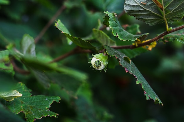 Besouro verde na folha verde de uma árvore