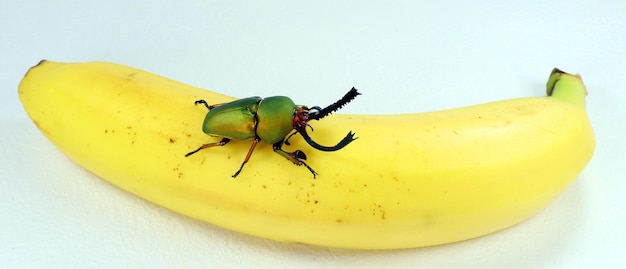 Besouros de veado verdes Lamprima adolphinae na banana. Criando besouros. Lucanidae, inseto incomum