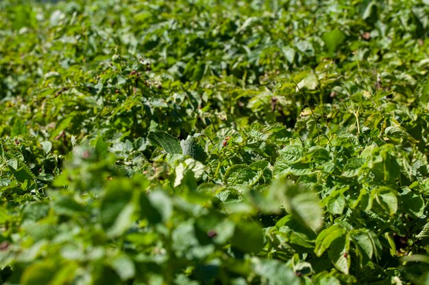 Besouros do Colorado destruindo a colheita de batata no campo agrícola