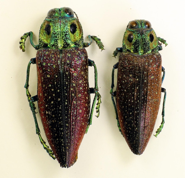 Besouros isolados em branco. Besouros de joia Lampropelpa rotschildi. Cor verde vermelho escuro. Buprestidae.