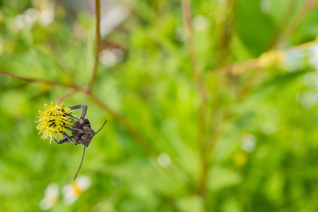 Besouros pretos empoleiram-se sobre as flores em botão