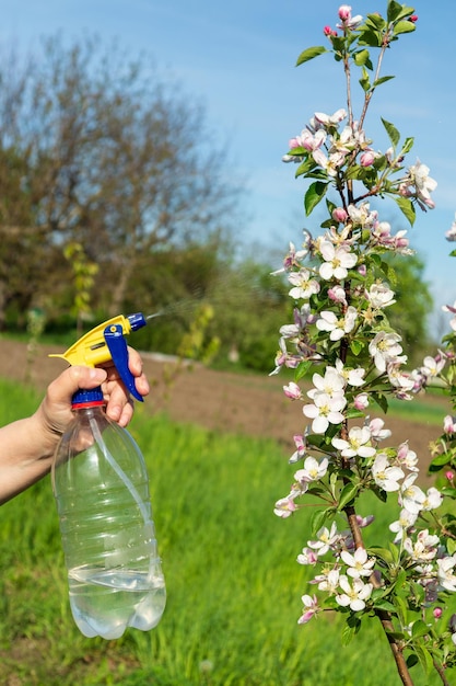 Besprühen der Zweige eines blühenden Apfelbaums im Garten vor Schädlingen