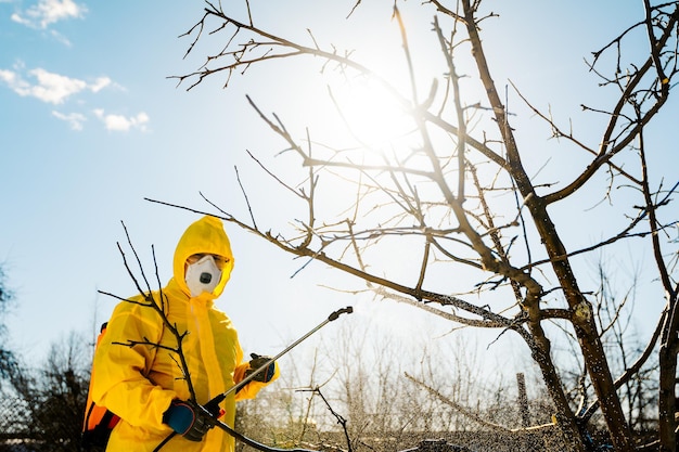 Besprühen eines Obstbaums mit einem organischen Pestizid oder Insektizid im zeitigen Frühjahr.