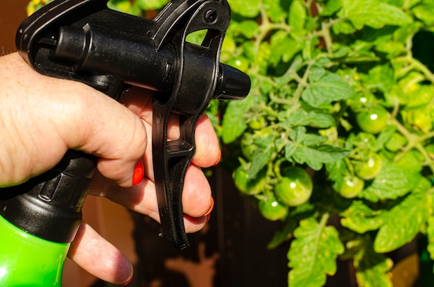 Besprühen von Gemüse und Gartenpflanzen mit Pestiziden zum Schutz vor Krankheiten und Schädlingen mit Handsprüher.