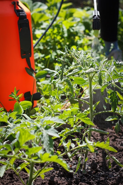 Besprühen von Tomatensträuchern Schutz von Tomatenpflanzen vor Pilzkrankheiten mit Drucksprüher