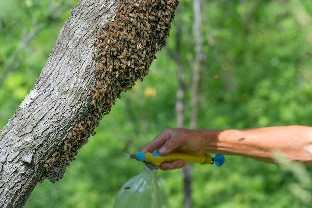 Besprüht man einen Bienenschwarm mit Wasser, werden Honigbienen nass