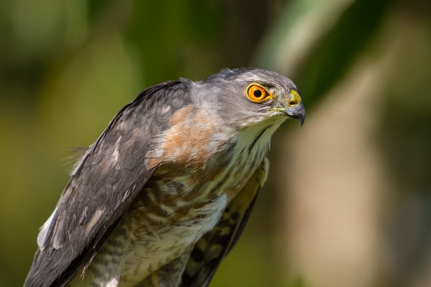 Besra oder Little Sparrow Hawks