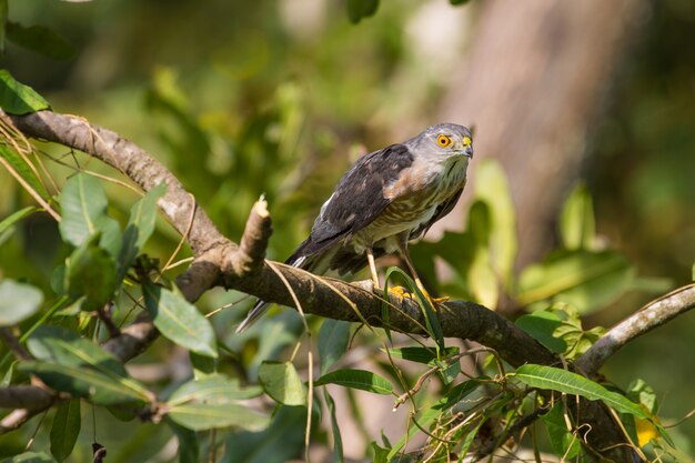 Besra ou little sparrow hawks