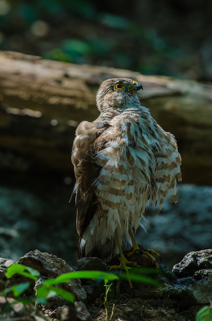 Besra Sparrowhawk (Accipiter virgatus fuscipectus)