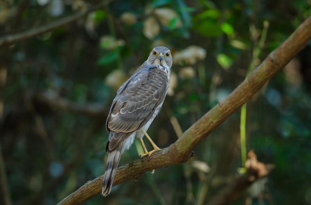 Besra Sparrowhawk (Accipiter virgatus fuscipectus)