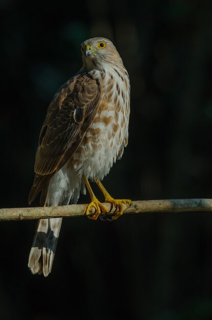 Besra Sparrowhawk (Accipiter virgatus fuscipectus)