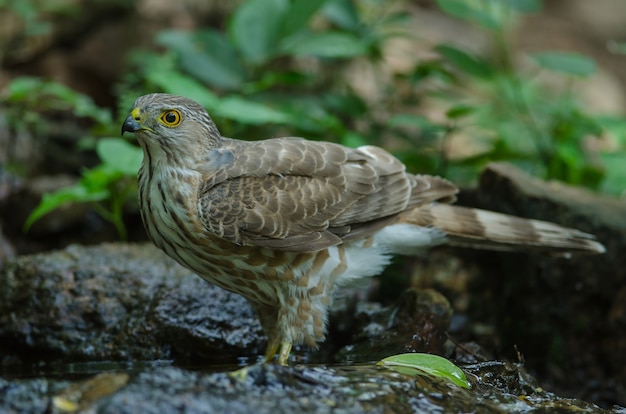 Besra Sparrowhawk (Accipiter virgatus fuscipectus)