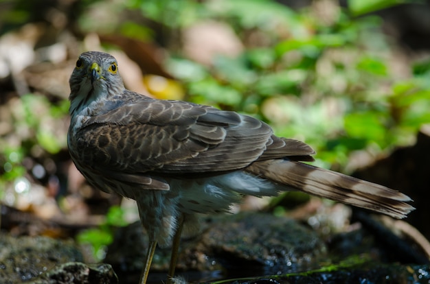 Besra Sparrowhawk (Accipiter virgatus fuscipectus)