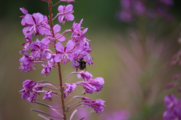 Bestäubt von einer Biene Honigbiene auf einer Wildblumenwiese. Biene sammelt Honig