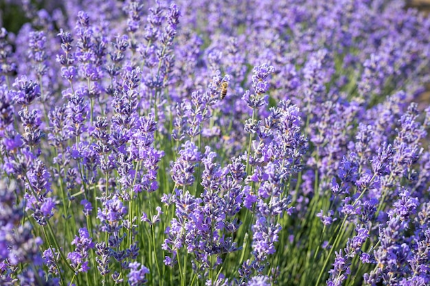 Bestäubung von Lavendel durch Bienen