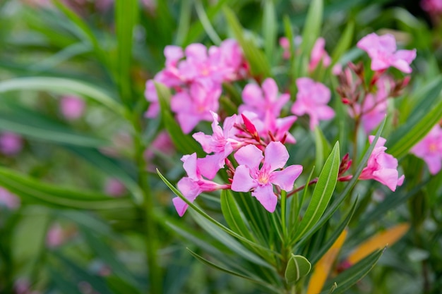 Beste rosafarbene Oleanderblumen Neriumoleander blühte im Frühjahr Strauch kleine Baumgiftpflanze für die Medizinpharmakologie Rosa Busch wächst draußen im Innenhof