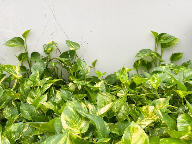 Betel manchado crece cerca de la pared