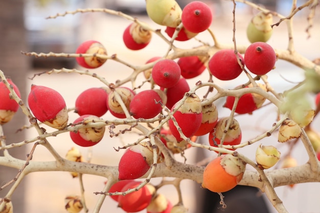 Betelpalme auf Baum