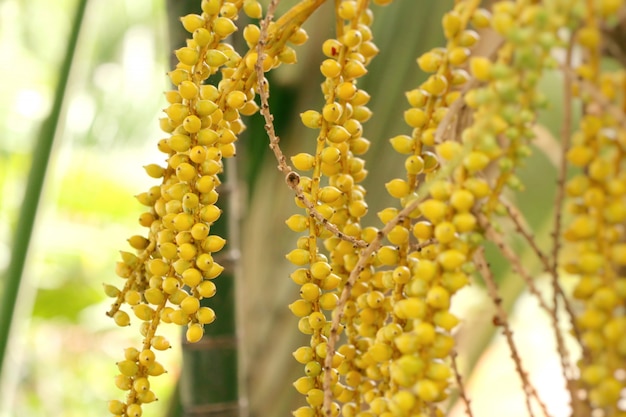 Betelpalme auf Baum