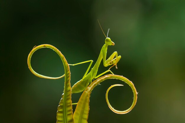 Foto betenmantis auf einem farnblatt