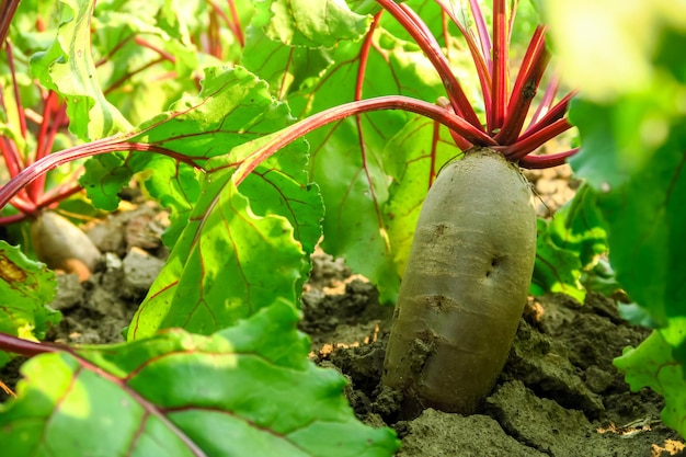 beterraba de mesa cresce no jardim em uma fazenda de vegetais. conceito de cultivo de vegetais e cultivo de beterraba