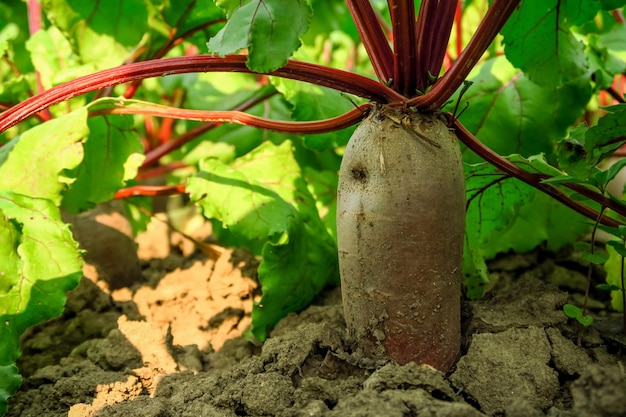 beterraba de mesa cresce no jardim em uma fazenda de vegetais. conceito de cultivo de vegetais e cultivo de beterraba