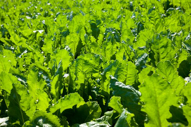 Foto beterraba verde para produção de açúcar na área agrícola