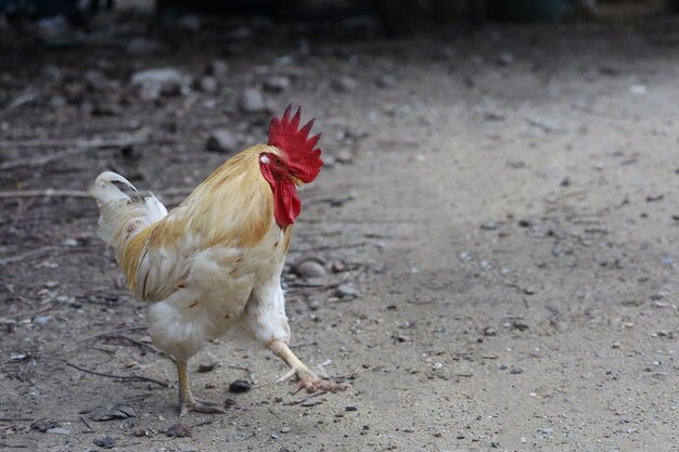 Betong Chickken blanco en jardín seco