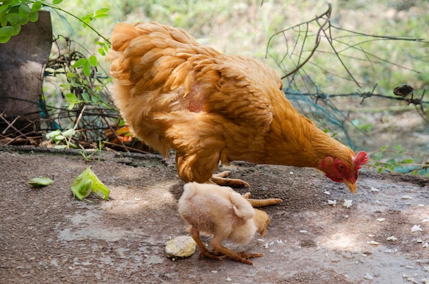 Betong frango e pintinho comendo alimentos em fazendas agrícolas por agricultores nas três províncias mais ao sul da Tailândia