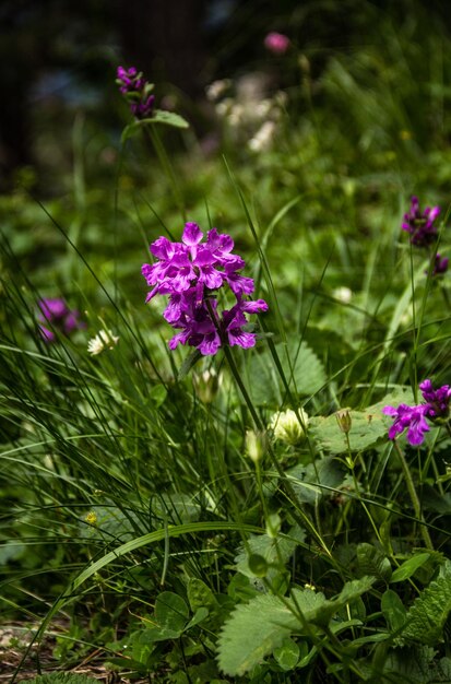 Betonica officinalis en el prado de verano