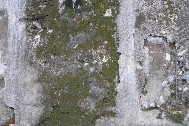 Betonmauer mit grunge Beschaffenheits- und Moosgrünalgen