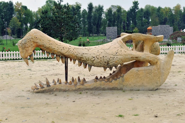 Foto betonreplik des schädels des alten krokodils sarcosuchus im earth history park