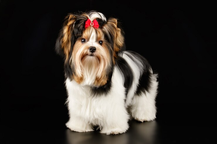 Betrachter Yorkshire Terrier auf farbigem Hintergrund