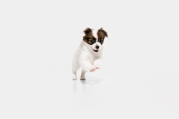 Betrieb. Papillon Fallen kleiner Hund posiert. Nettes verspieltes braunes Hündchen oder Haustier, das auf weißem Studiohintergrund spielt. Konzept der Bewegung, Aktion, Bewegung, Haustierliebe. Sieht glücklich, erfreut, lustig aus.