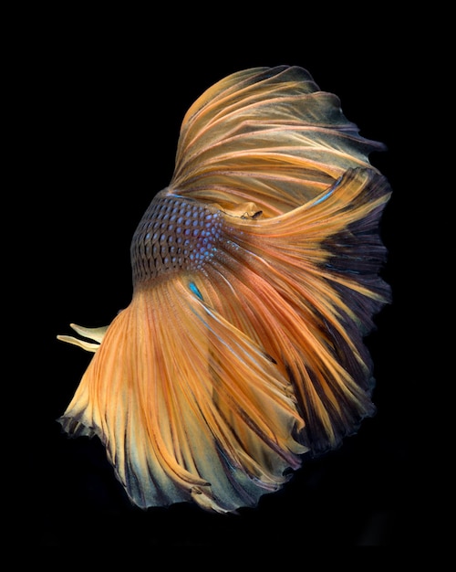 Betta amarillo