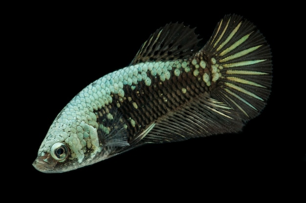 Betta Black Samurai Halfmoon Fighting Fish en negro.