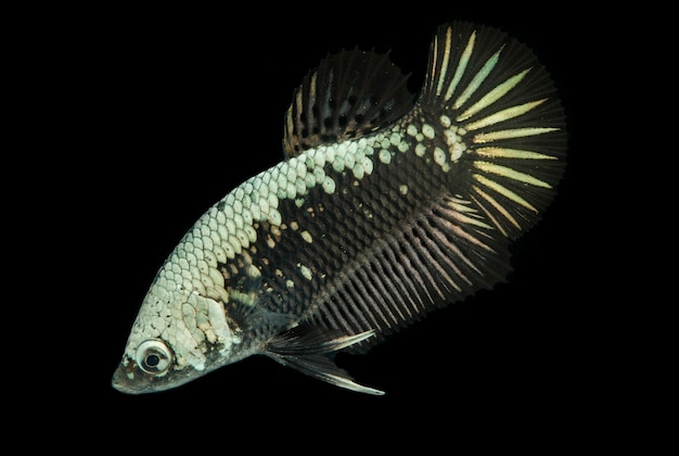 Betta Black Samurai Halfmoon Kampffisch auf Schwarz.