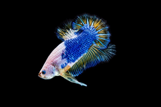 Betta colorido lutando peixe em fundo preto