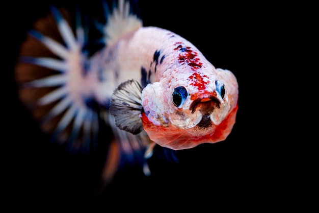 Foto betta colorido pez luchador sobre fondo negro