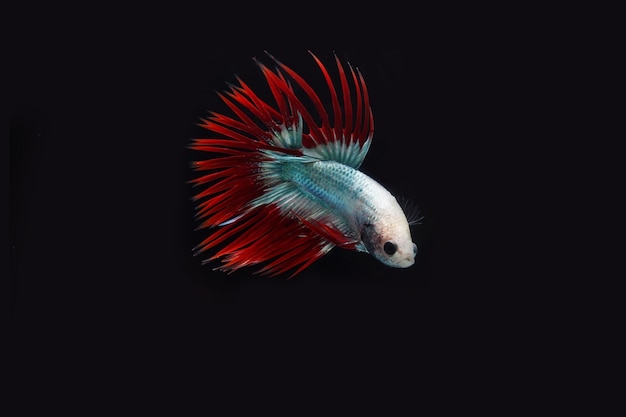 Betta de cauda de coroa cambojana