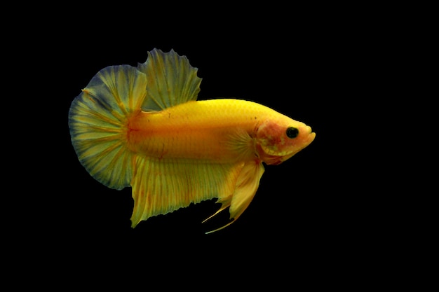 Betta fantasia super amarelo