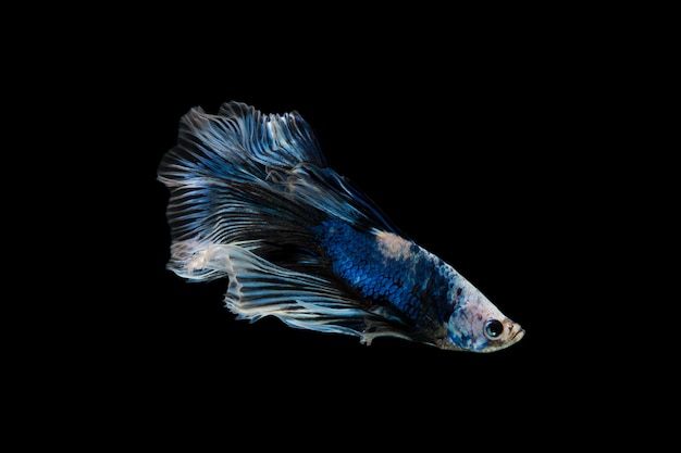 Betta Fisch auf Schwarz