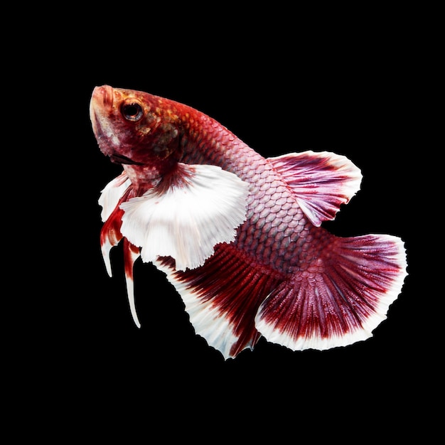 Betta Fisch auf Schwarz