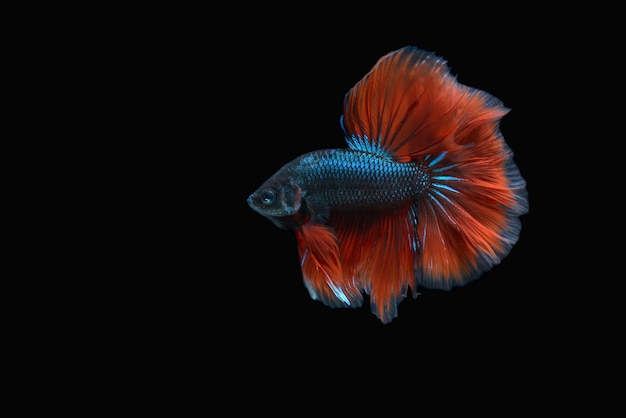 Betta Fisch auf schwarzem Hintergrund