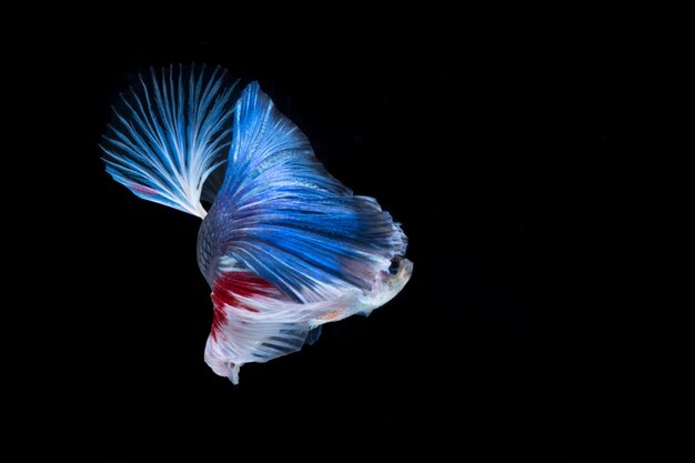 Betta-Fisch Erfassen Sie den bewegenden Moment von rotblauen siamesischen Kampffischen, die auf schwarzem Hintergrund isoliert sind