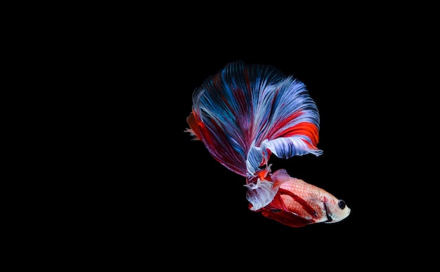 Foto betta fisch siamesischen kampffisch betta splendens lokalisiert auf schwarzem hintergrund